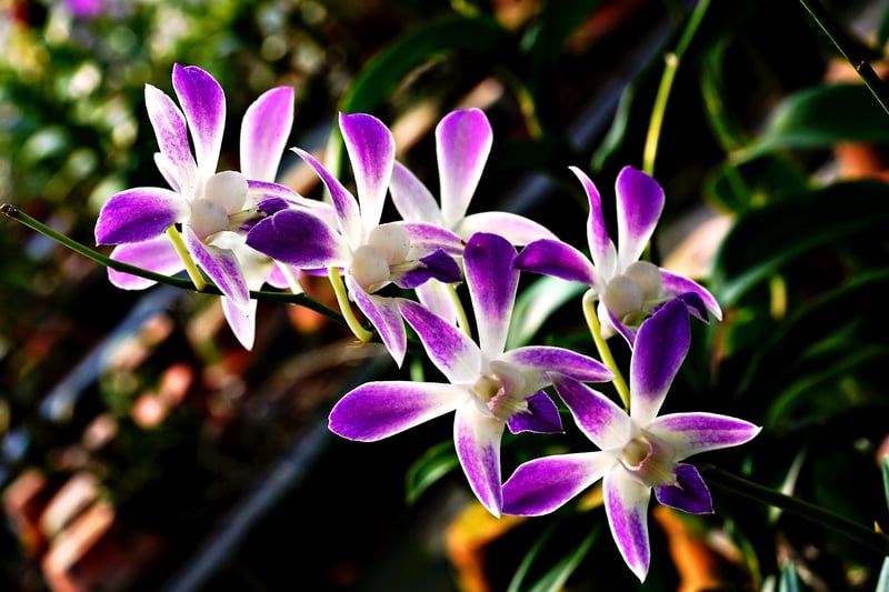 Orchid