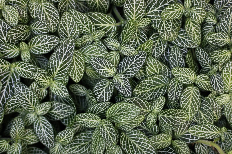 Snake Plant